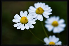 Flora & Fauna