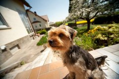 Hunde