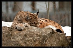 Zoobesuche